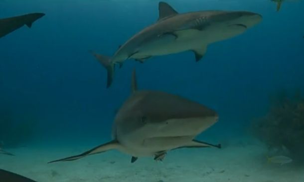 VIDEO: Incredible shark handling!